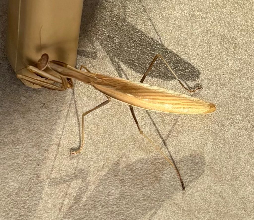 mantide dorata portafortuna